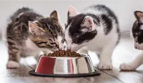 comida gatos