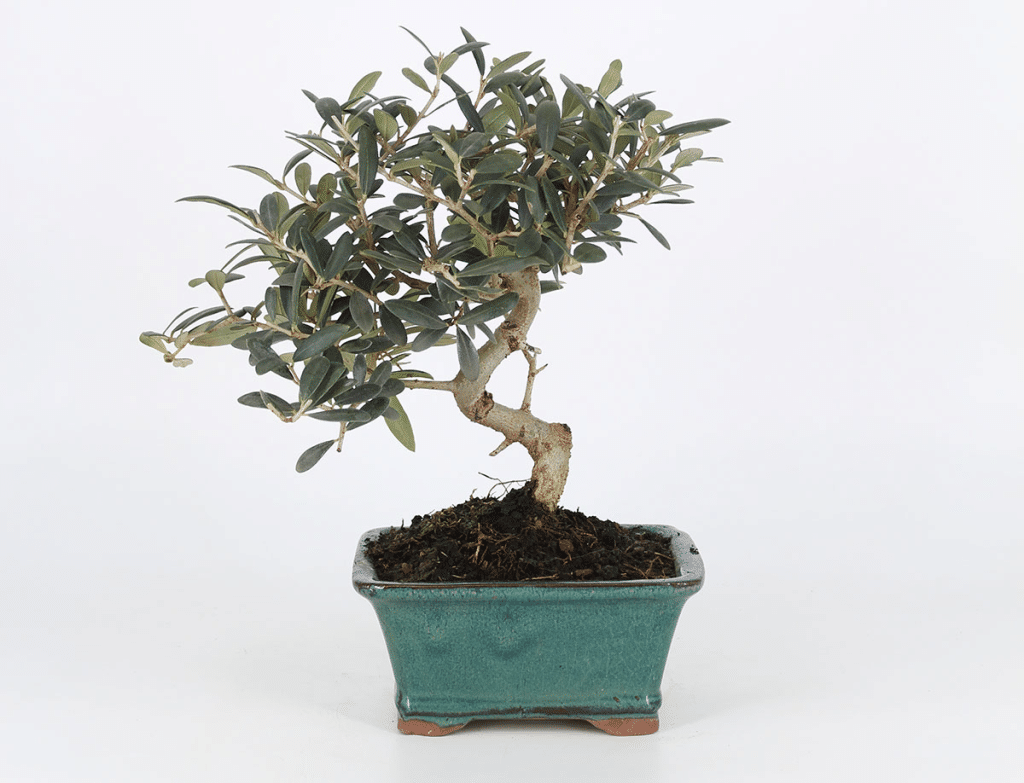 bonsái de olivo